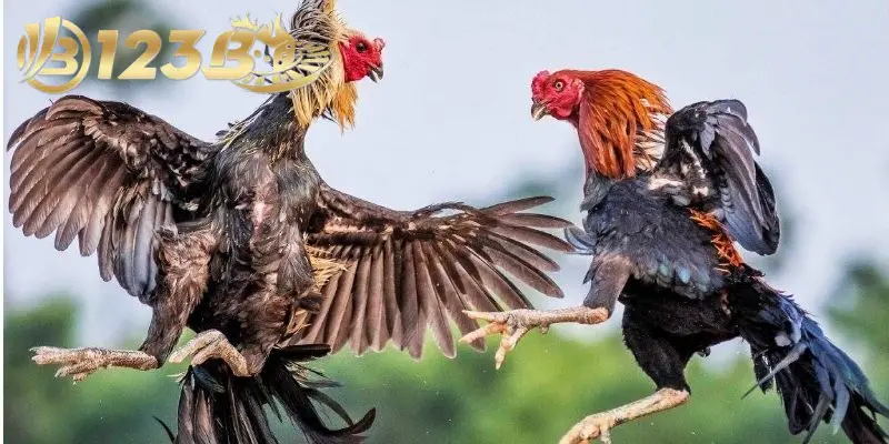 Đá Gà Malaysia: Tất Tần Tật Về Môn Thể Thao Cá Cược Nổi Tiếng 2 Đá gà Malaysia là loại hình đấu kê thú vị nên chơi